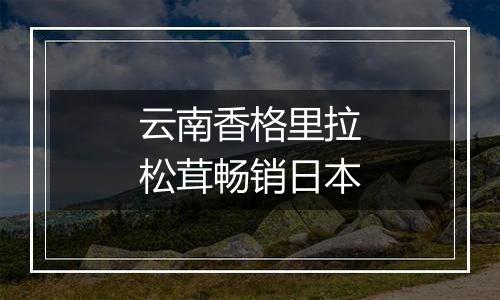 云南香格里拉松茸畅销日本
